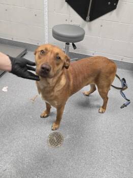 Labrador Retriever Dogs Available for Adoption - Rusty | PetCurious