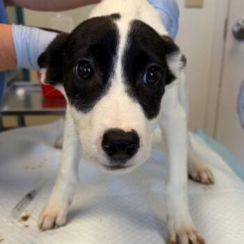Dart -  Pit Bull Terrier and Mixed Breed Dog for Adoption in Nashville, Tennessee - Dart | PetCurious