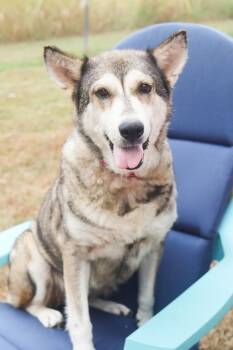 Kita -  Husky Dog for Adoption in Franklin, Tennessee - Kita | PetCurious