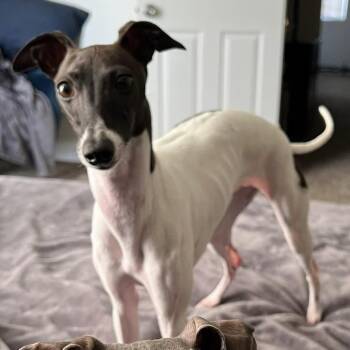 Juniper -  Italian Greyhound Dog for Adoption in Norcross, Georgia - Juniper | PetCurious