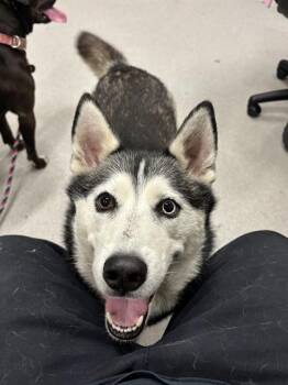 Rescue Siberian Husky and Mixed Breed Dogs for Adoption in Indianapolis, Indiana - JUNNO | PetCurious