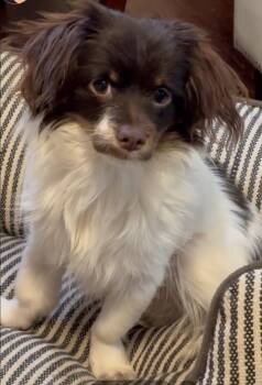 Shih Tzu and Papillon Dogs Available for Adoption - BaBa | PetCurious
