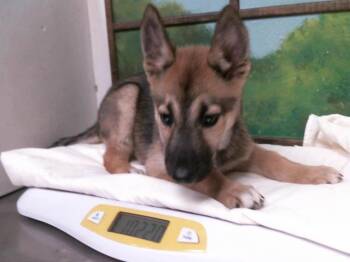 LAURA -  German Shepherd Dog and Mixed Breed Dog for Adoption in Houston, Texas - LAURA | PetCurious