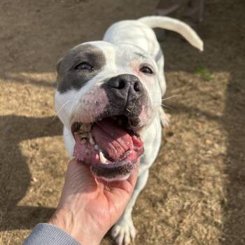 Mixed Breed Dogs Available for Adoption in Hamilton, Georgia - Dianna 7645 | PetCurious