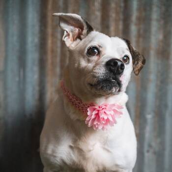 Bulldog Dogs Available for Adoption in Lubbock, Texas - MJ | PetCurious
