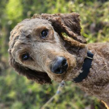 Blaze Springfield -  Standard Poodle Dog for Adoption in Shiloh, Illinois - Blaze Springfield | PetCurious