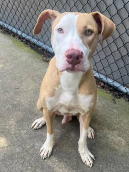 Rocky -  Pit Bull Terrier Dog for Adoption in Chicago, Illinois - Rocky | PetCurious