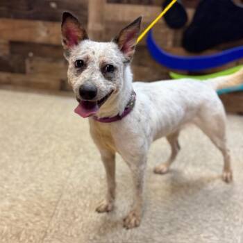 Australian Cattle Dog Blue Heeler Dogs Available for Adoption - Adelaide | PetCurious