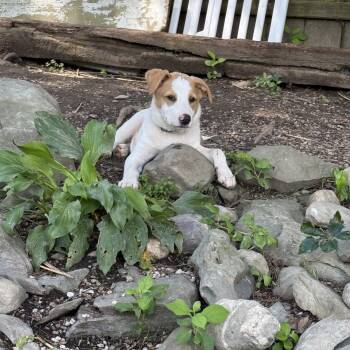 Bandit -  Mixed Breed Dog for Adoption in Pleasant Valley, New York - Bandit | PetCurious
