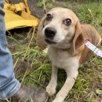 Romie -  Beagle Dog for Adoption in Hanson, Massachusetts - Romie | PetCurious