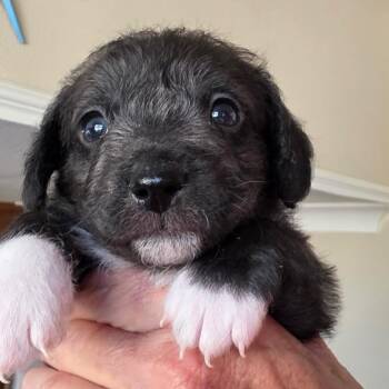 Shai -*Available 6/20*Chino Hills Location* -  Poodle and Terrier Dog for Adoption in Chino Hills, California - Shai -*Available 6/20*Chino Hills Location* | PetCurious