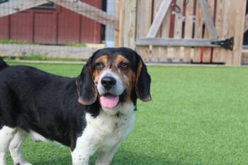 Basset Hound and Beagle Dogs Available for Adoption in Chestertown, Maryland - Shiloh | PetCurious