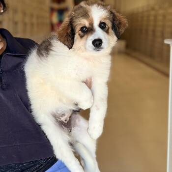 Great Pyrenees Dogs Available for Adoption in Chicago, Illinois - America | PetCurious