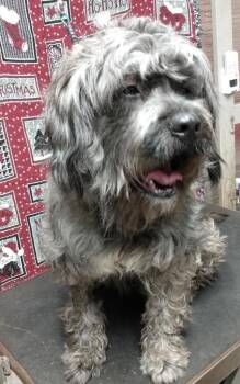 Schnauzer and Terrier Dogs Available for Adoption - Ellie | PetCurious