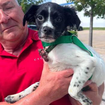 Buster -  Spaniel and Mixed Breed Dog for Adoption in Campton Hills, Illinois - Buster | PetCurious