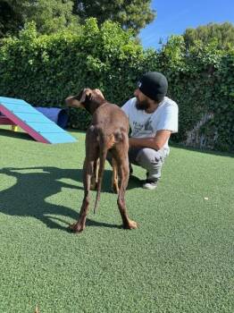 Sasha -  Doberman Pinscher Dog for Adoption in Vallejo, California - Sasha | PetCurious