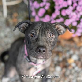 Rescue Labrador Retriever Dogs for Adoption in Wake Forest, North Carolina - Odette | PetCurious
