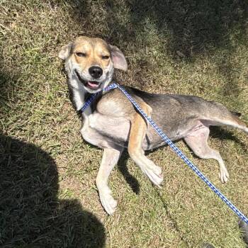 Life Saver -  Beagle and Mixed Breed Dog for Adoption in Clanton, Alabama - Life Saver | PetCurious