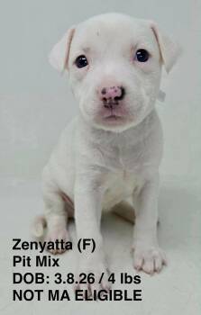 Pit Bull Terrier Dogs Available for Adoption in Pomfret, Connecticut - ZENYATTA | PetCurious