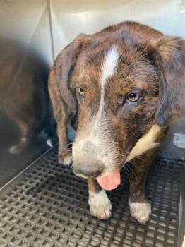 Mixed Breed Dogs Available for Adoption in Dallas, Texas - SULLEY | PetCurious