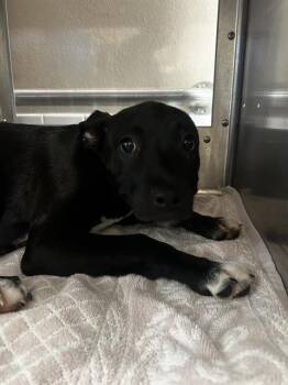 FOREST -  Pit Bull Terrier and Mixed Breed Dog for Adoption in Chula Vista, California - FOREST | PetCurious