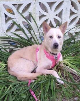 Luna -  Shepherd and Mixed Breed Dog for Adoption in Irwin, Pennsylvania - Luna | PetCurious