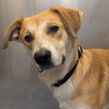 Rescue Mixed Breed Dogs for Adoption in Biltmore Forest, North Carolina - Denver | PetCurious