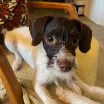 Betty -  Chihuahua and Poodle Dog for Adoption in Dayton, Ohio - Betty | PetCurious