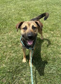 Avery -  Labrador Retriever and Shepherd Dog for Adoption in Evansville, Indiana - Avery | PetCurious