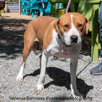 Labrador Retriever Dogs Available for Adoption in Wake Forest, North Carolina - Tenley | PetCurious