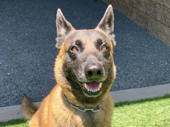 SAVE ME PLEASE Ajax - IDA551326 -  Belgian Shepherd Malinois Dog for Adoption in San Marcos, California - SAVE ME PLEASE Ajax - IDA551326 | PetCurious