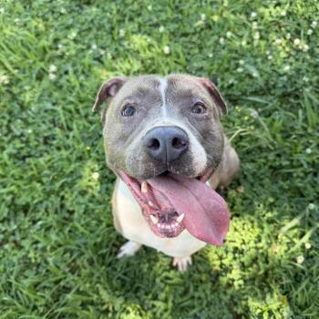Rescue American Staffordshire Terrier Dogs for Adoption in Saluda, Virginia - Benji | PetCurious