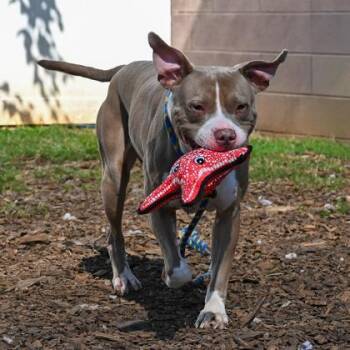 Mixed Breed Dogs Available for Adoption in Chamblee, Georgia - Rainstorm | PetCurious