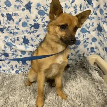 A611986 -  Chihuahua Dog for Adoption in Modesto, California - A611986 | PetCurious
