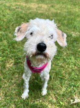 Fiona -  Miniature Poodle Dog for Adoption in Foster, Rhode Island - Fiona | PetCurious