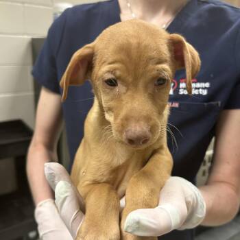 Poodle and Labrador Retriever Dogs Available for Adoption in Reno, Nevada - Shiloh | PetCurious