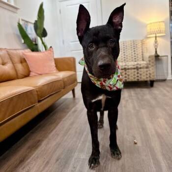 Niko Bear the Easy Going Sweeyheart -  Pit Bull Terrier and German Shepherd Dog Dog for Adoption in Friendswood, Texas - Niko Bear The Easy Going Sweeyheart | PetCurious