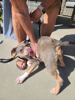 American Staffordshire Terrier Dogs Available for Adoption in San Diego, California - June | PetCurious