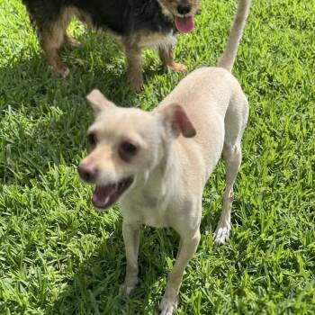 Barnaby -  Chihuahua Dog for Adoption in Las Vegas, Nevada - Barnaby | PetCurious