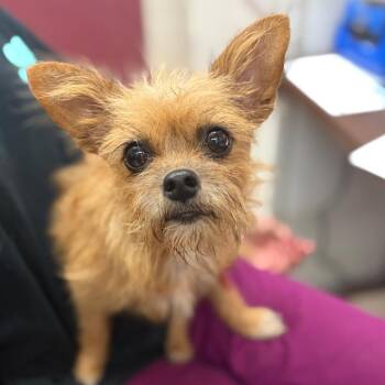 Cookie -  Terrier and Mixed Breed Dog for Adoption in Ardmore, Oklahoma - Cookie | PetCurious