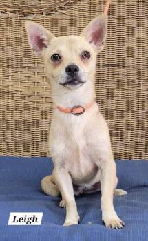 Leigh -  Chiweenie Dog for Adoption in Marshall, Texas - Leigh | PetCurious