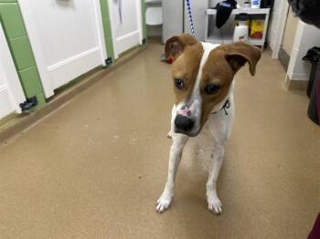 Labrador Retriever and Mixed Breed Dogs Available for Adoption - FINN | PetCurious