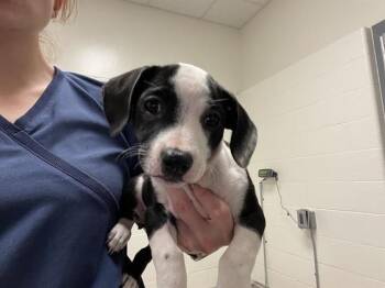 GIVENCHY -  Pit Bull Terrier Dog for Adoption in Auburn, California - GIVENCHY | PetCurious