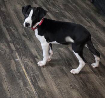 William -  Terrier Dog for Adoption in New London, Wisconsin - William | PetCurious
