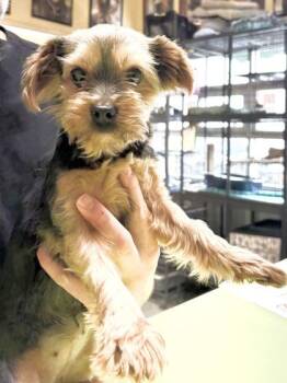 TuTu IN FOSTER -  Yorkshire Terrier and Mixed Breed Dog for Adoption in New Orleans, Louisiana - TuTu IN FOSTER | PetCurious