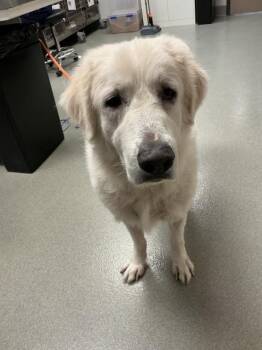 Rescue Great Pyrenees Dogs for Adoption in Ontario, California - AURORA | PetCurious