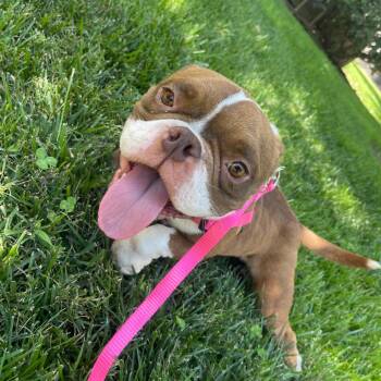 JEANNIE -  English Bulldog Dog for Adoption in Chico, California - JEANNIE | PetCurious