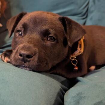 Mixed Breed Dogs Available for Adoption in Buffalo, Minnesota - Peter | PetCurious