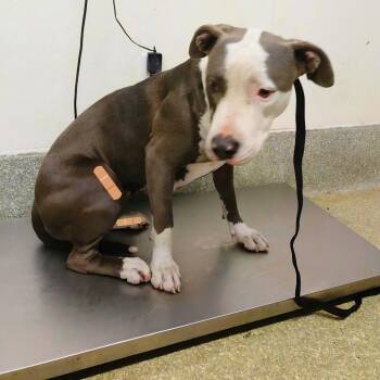 Danika* -  Pit Bull Terrier Dog for Adoption in San Gabriel, California - Danika* | PetCurious
