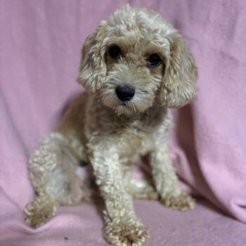 Delilah -  Cockapoo Dog for Adoption in Pelham, New Hampshire - Delilah | PetCurious